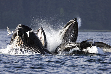 Adult Humpback Whales (Megaptera novaeangliae) cooperative bubble-net feeding for herring in Iyoukeen Bay, Chichagof Island, Southeast Alaska.