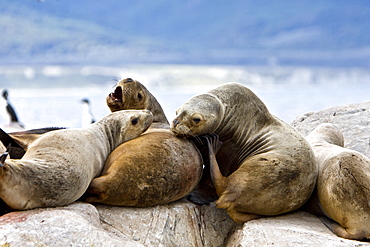 South American Sea Lion (Otaria flavescens) hauled out on small rocky islet just outside Ushuaia, Beagle Channel, Argentina