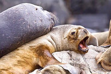 South American Sea Lion (Otaria flavescens) hauled out on small rocky islet just outside Ushuaia, Beagle Channel, Argentina