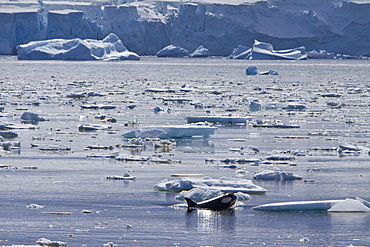 A small pod of Type B Orca (Orcinus nanus) traveling in ice in Crystal Sound on the western side of the Antarctic Peninsula, Antarctica