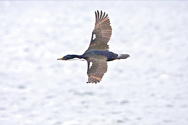 Adult Imperial Shag (Phalacrocorax (atriceps) from breeding colony on offshore islets in the Beagle Channel, coastal southern Chile and Argentina