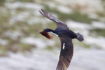 Adult Imperial Shag (Phalacrocorax (atriceps) from breeding colony on offshore islets in the Beagle Channel, coastal southern Chile and Argentina