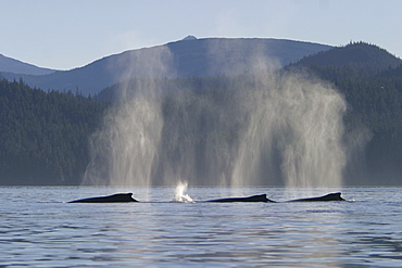 Four adult Humpback Whales (Megaptera novaeangliae) surfacing in Windham Bay, Southeast Alaska, USA. Pacific Ocean.