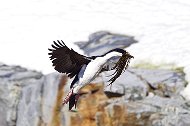 Adult Antarctic Shag, (Phalacrocorax (atriceps) bransfieldensis) from breeding colony on the Antarctic Peninsula