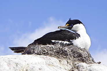 Adult Antarctic Shag, (Phalacrocorax (atriceps) bransfieldensis) from breeding colony on the Antarctic Peninsula