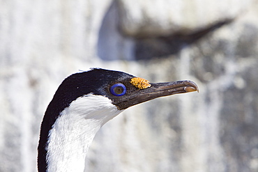 Adult Antarctic Shag, (Phalacrocorax (atriceps) bransfieldensis) from breeding colony on the Antarctic Peninsula