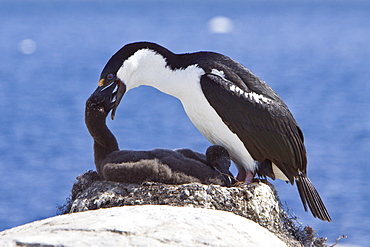 Adult Antarctic Shag, (Phalacrocorax (atriceps) bransfieldensis) from breeding colony on the Antarctic Peninsula