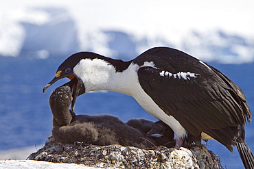 Adult Antarctic Shag, (Phalacrocorax (atriceps) bransfieldensis) from breeding colony on the Antarctic Peninsula