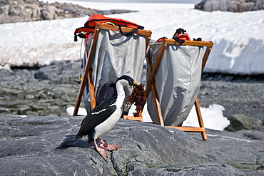 Adult Antarctic Shag, (Phalacrocorax (atriceps) bransfieldensis) from breeding colony on the Antarctic Peninsula