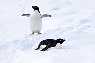 Adelie penguin (Pygoscelis adeliae) near the Antarctic Peninsula, Antarctica.