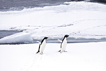 Adelie penguin (Pygoscelis adeliae) near the Antarctic Peninsula, Antarctica.