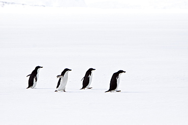 Adelie penguin (Pygoscelis adeliae) near the Antarctic Peninsula, Antarctica.