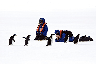 Adelie penguin (Pygoscelis adeliae) near the Antarctic Peninsula, Antarctica.