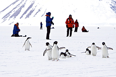 Adelie penguin (Pygoscelis adeliae) near the Antarctic Peninsula, Antarctica.