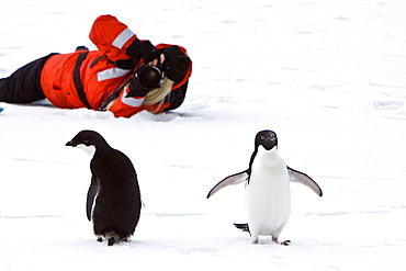 Adelie penguin (Pygoscelis adeliae) near the Antarctic Peninsula, Antarctica.