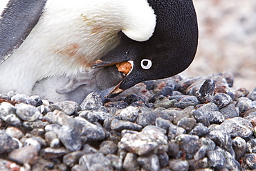 Adelie penguin (Pygoscelis adeliae) near the Antarctic Peninsula, Antarctica.