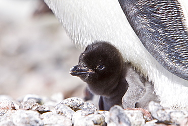 Adelie penguin (Pygoscelis adeliae) near the Antarctic Peninsula, Antarctica.