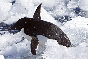 Adelie penguin (Pygoscelis adeliae) near the Antarctic Peninsula, Antarctica.