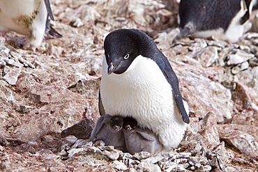 Adelie penguin (Pygoscelis adeliae) near the Antarctic Peninsula, Antarctica.