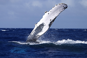 Adult Humpback Whale (Megaptera novaeangliae) pec-slapping in the AuAu Channel, Maui, Hawaii, USA.