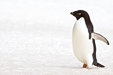 Adelie penguin (Pygoscelis adeliae) near the Antarctic Peninsula, Antarctica.