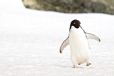 Adelie penguin (Pygoscelis adeliae) near the Antarctic Peninsula, Antarctica.