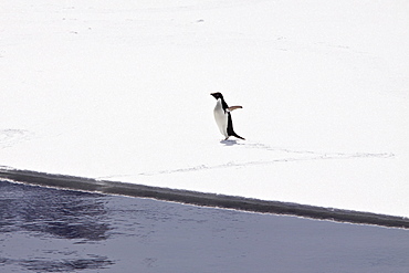 Adelie penguin (Pygoscelis adeliae) near the Antarctic Peninsula, Antarctica.