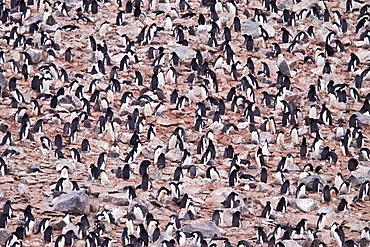 Adelie penguin (Pygoscelis adeliae) near the Antarctic Peninsula, Antarctica.