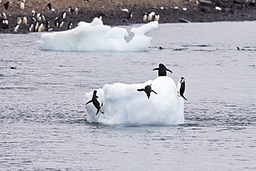 Adelie penguin (Pygoscelis adeliae) near the Antarctic Peninsula, Antarctica.