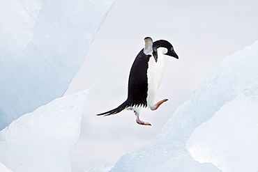 Adelie penguin (Pygoscelis adeliae) near the Antarctic Peninsula, Antarctica.