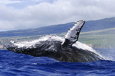 Humpback Whale (Megaptera novaeangliae) Breaching on the Auau Channel, Maui, Hawaii, North America