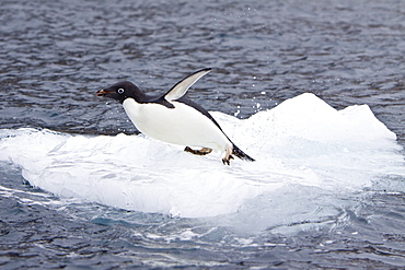 Adelie penguin (Pygoscelis adeliae) near the Antarctic Peninsula, Antarctica.