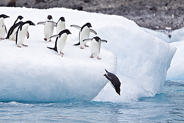 Adelie penguin (Pygoscelis adeliae) near the Antarctic Peninsula, Antarctica.