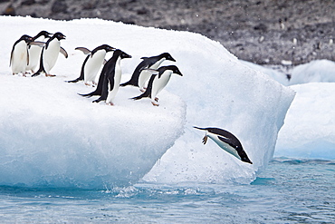 Adelie penguin (Pygoscelis adeliae) near the Antarctic Peninsula, Antarctica.