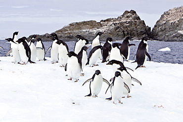 Adelie penguin (Pygoscelis adeliae) near the Antarctic Peninsula, Antarctica.