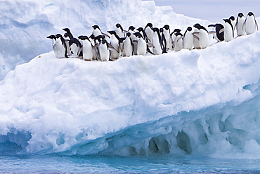 Adelie penguin (Pygoscelis adeliae) near the Antarctic Peninsula, Antarctica.