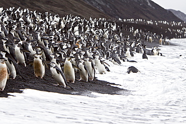 Chinstrap penguin (Pygoscelis antarctica) colony on the Antarctic Peninsula