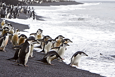 Chinstrap penguin (Pygoscelis antarctica) colony on the Antarctic Peninsula