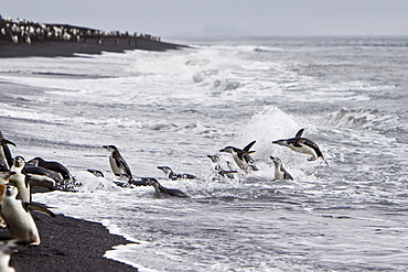 Chinstrap penguin (Pygoscelis antarctica) colony on the Antarctic Peninsula