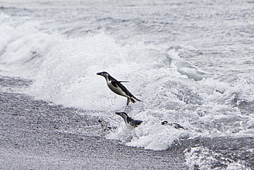 Chinstrap penguin (Pygoscelis antarctica) colony on the Antarctic Peninsula