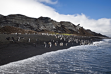 Chinstrap penguin (Pygoscelis antarctica) colony on the Antarctic Peninsula