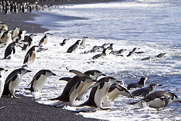 Chinstrap penguin (Pygoscelis antarctica) colony on the Antarctic Peninsula