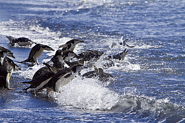 Chinstrap penguin (Pygoscelis antarctica) colony on the Antarctic Peninsula