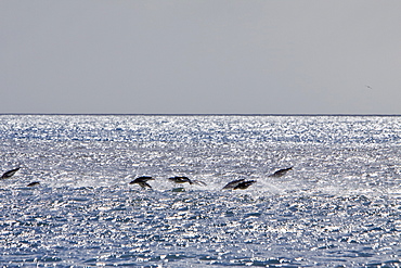 Chinstrap penguin (Pygoscelis antarctica) colony on the Antarctic Peninsula