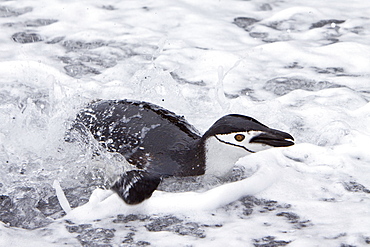 Chinstrap penguin (Pygoscelis antarctica) colony on the Antarctic Peninsula