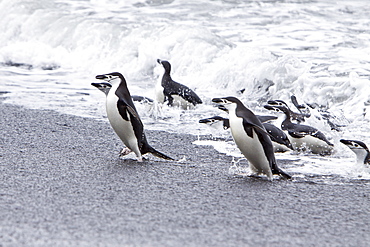 Chinstrap penguin (Pygoscelis antarctica) colony on the Antarctic Peninsula