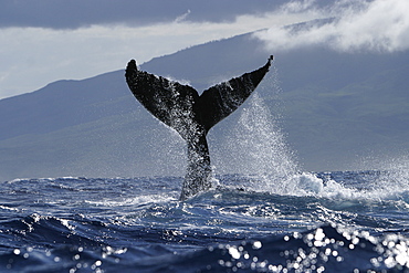 Humpback Whale (Megaptera novaeangliae) Tail-lobbing, Auau Channel, Hawaii, North America