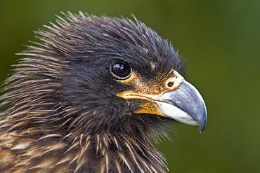 The Striated Caracara, (Phalcoboenus australis) is a bird of prey of the Falconidae family, Falkland Islands