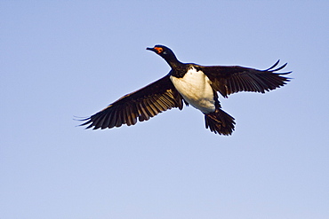 Adult Rock Shag (also called Magellanic cormorants) (Phalacrocorax magellanicus) in the Falkland Islands