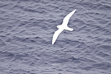 Adult Snow Petrel (Pagodroma nivea) on the wing in and around the Antarctic peninsula